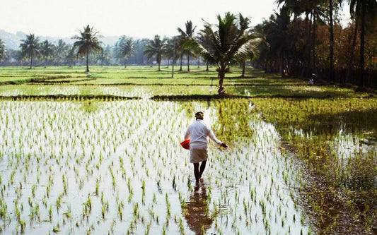 The story of Wada Kolam — Palghar's everyday heritage rice